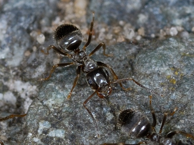 Lasius Niger Black Garden Ant lasius-niger-black-garden-ant